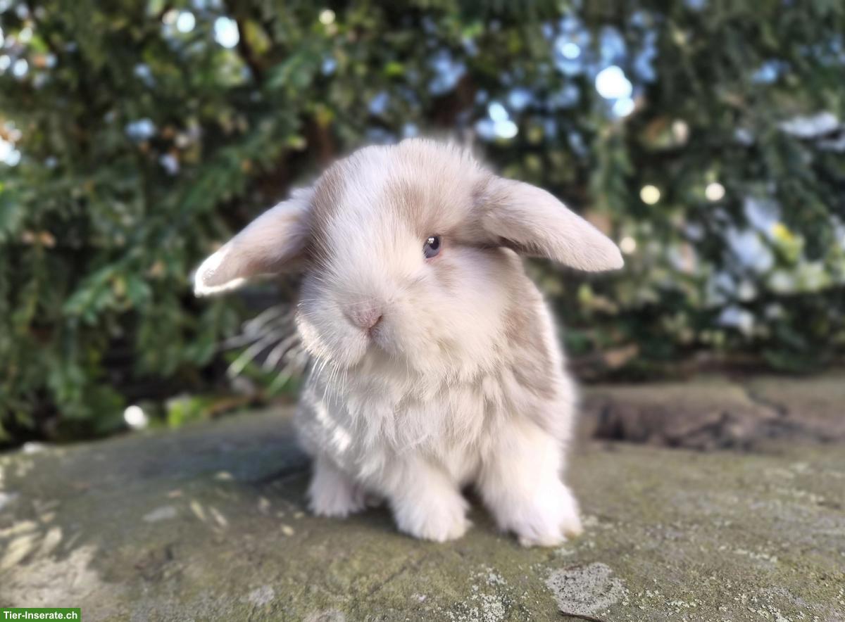 Bild 4: Minilop/Zwergwidder sucht schönes Zuhause