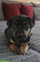 Appenzeller x Jack Russell Mischlingswelpe (Rüde)