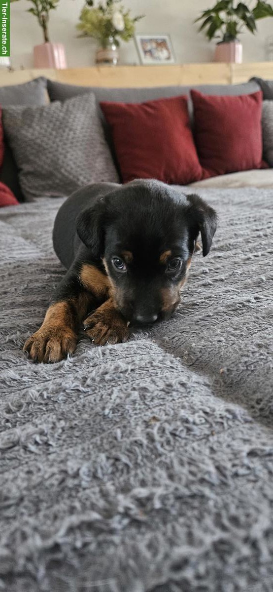 Bild 2: Appenzeller x Jack Russell Mischlingswelpe (Rüde)