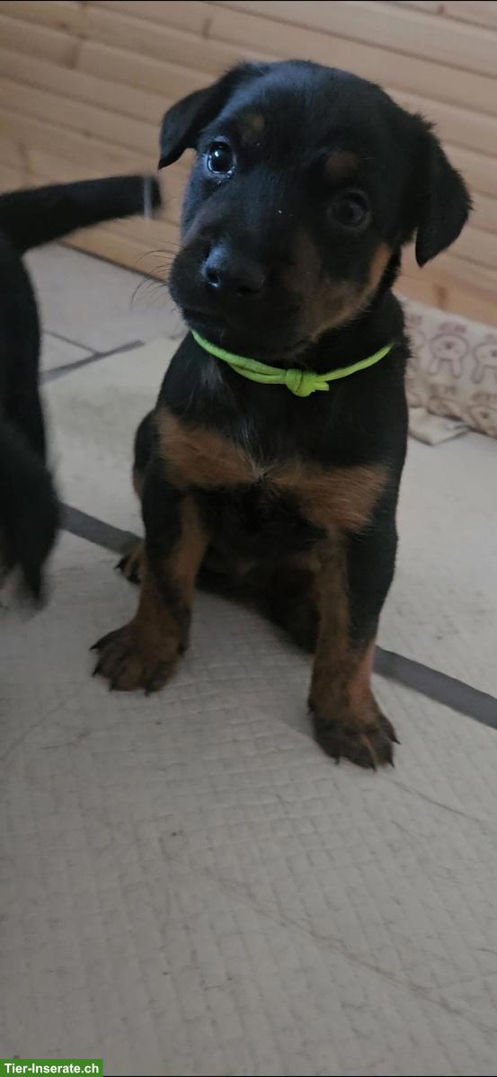 Bild 3: Appenzeller x Jack Russell Mischlingswelpe (Rüde)