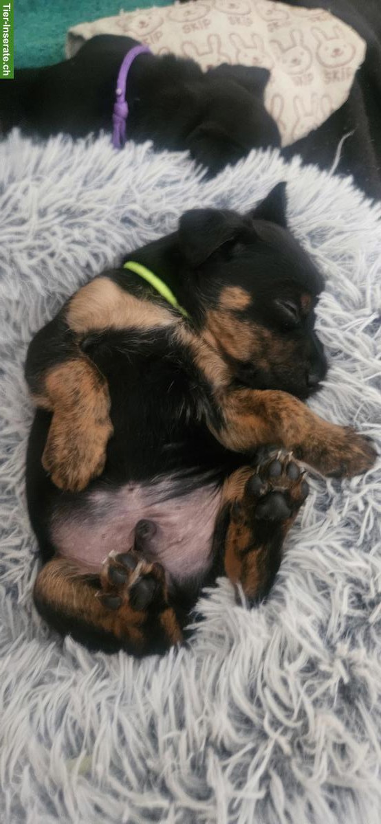 Bild 4: Appenzeller x Jack Russell Mischlingswelpe (Rüde)
