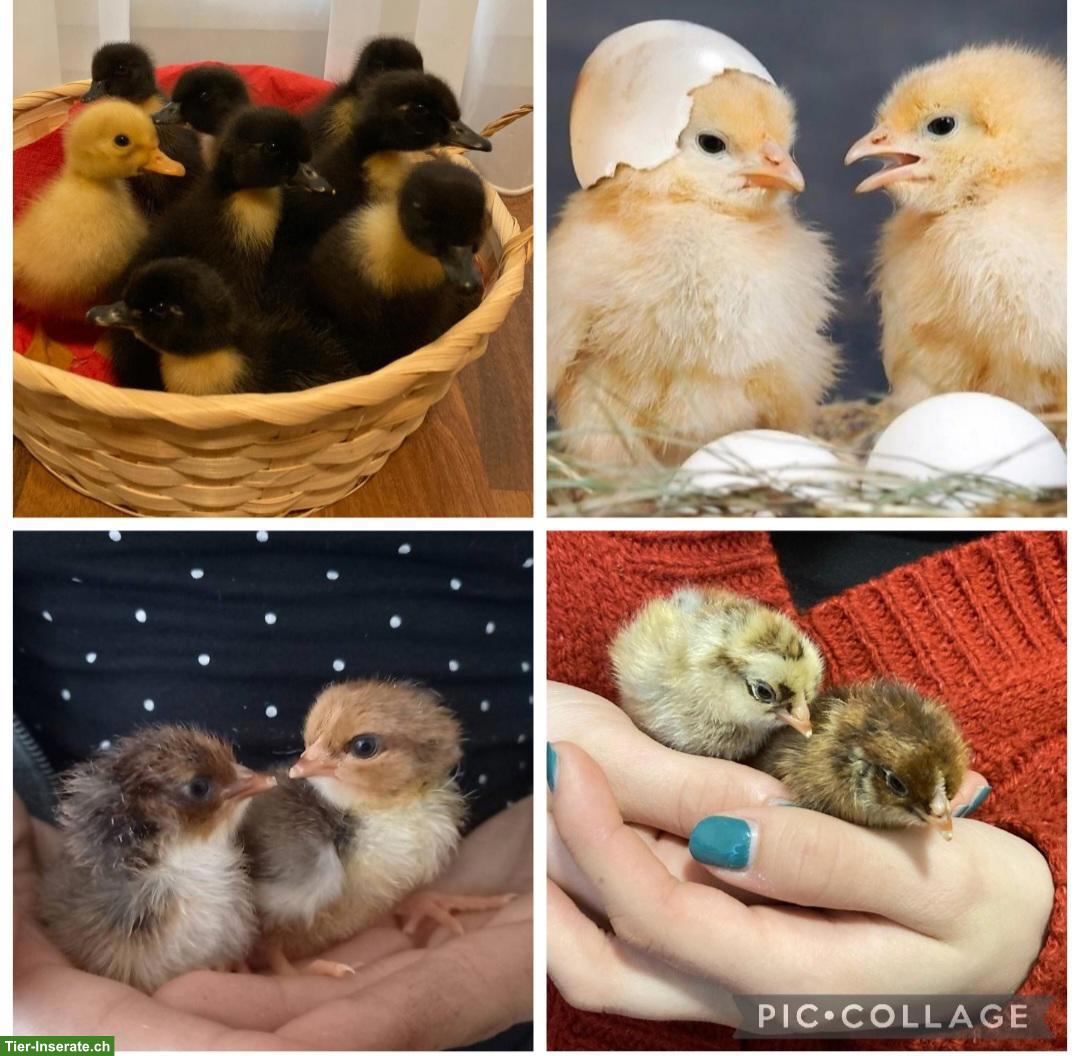 Bruteier ausbrüten lassen: Lohnbrut für Küken, Enten, Wachteln