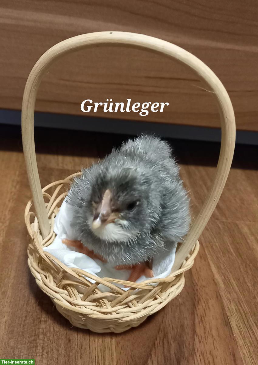 Bild 3: Bruteier ausbrüten lassen: Lohnbrut für Küken, Enten, Wachteln