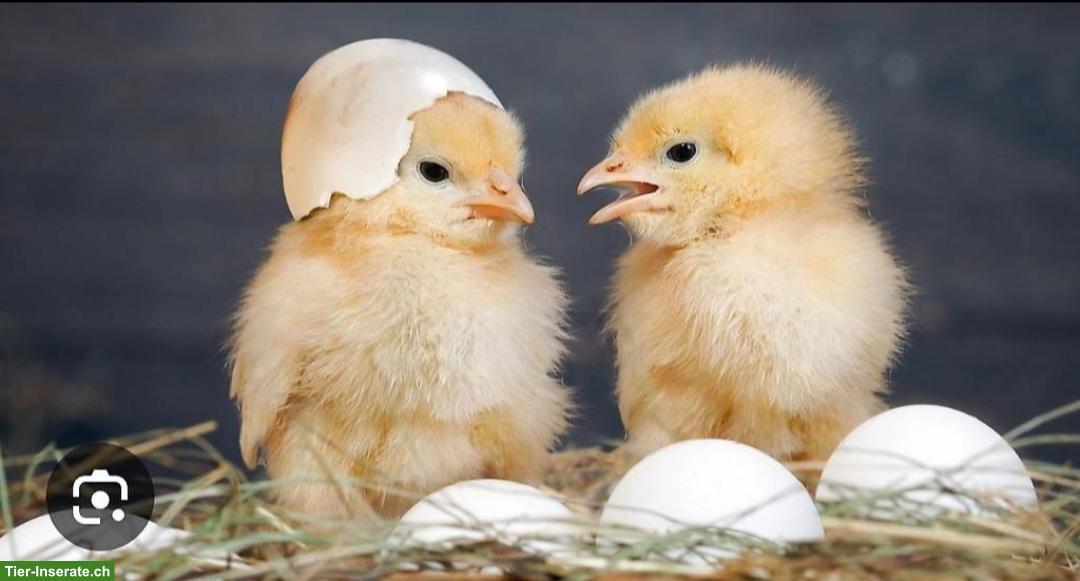 Bild 4: Bruteier ausbrüten lassen: Lohnbrut für Küken, Enten, Wachteln