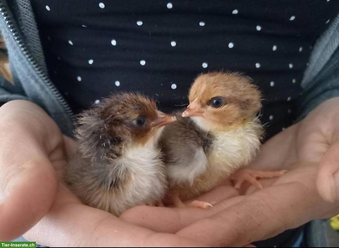 Bild 5: Bruteier ausbrüten lassen: Lohnbrut für Küken, Enten, Wachteln