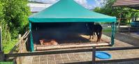 Weidezelt / Pavillon / Unterstand 6x6m zu verkaufen