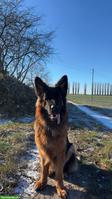 Deutscher Schäferhund „Barko“ sucht Zuhause für immer