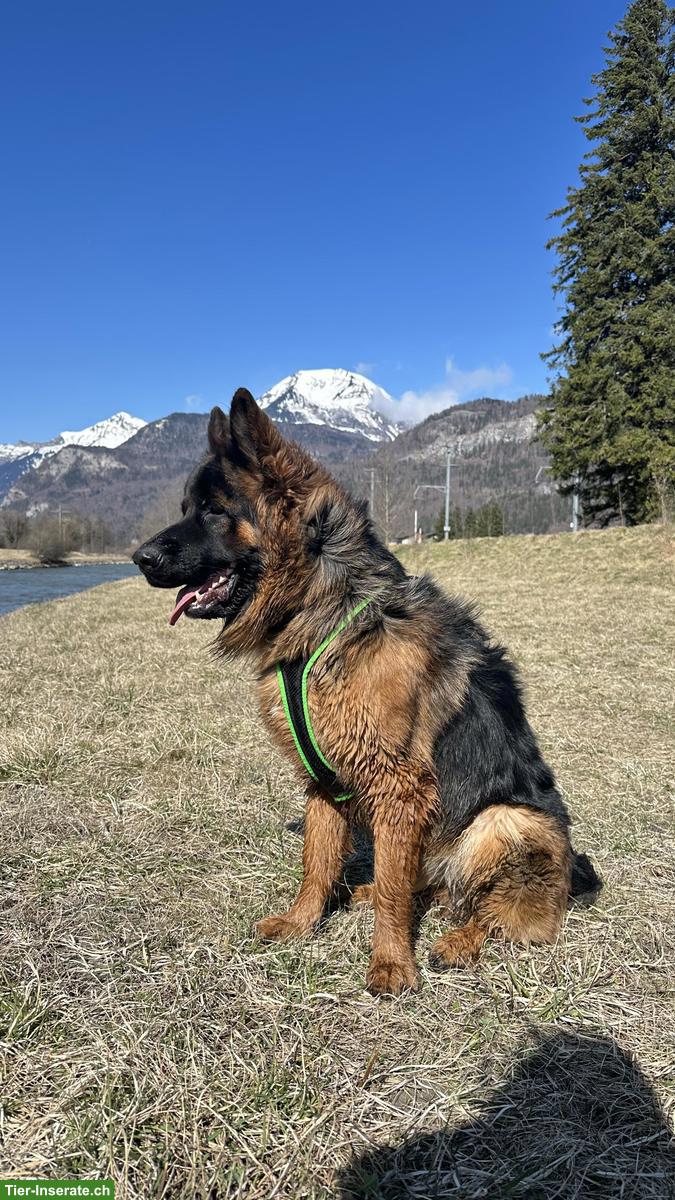 Bild 2: Deutscher Schäferhund „Barko“ sucht Zuhause für immer