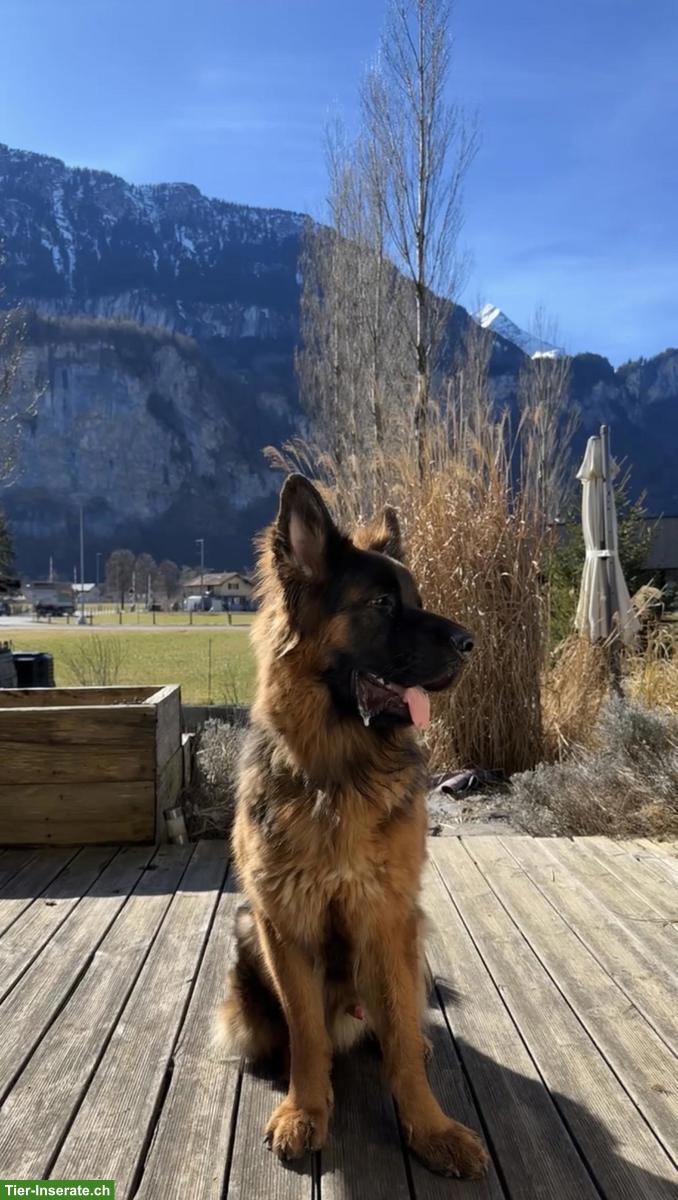 Bild 3: Deutscher Schäferhund „Barko“ sucht Zuhause für immer