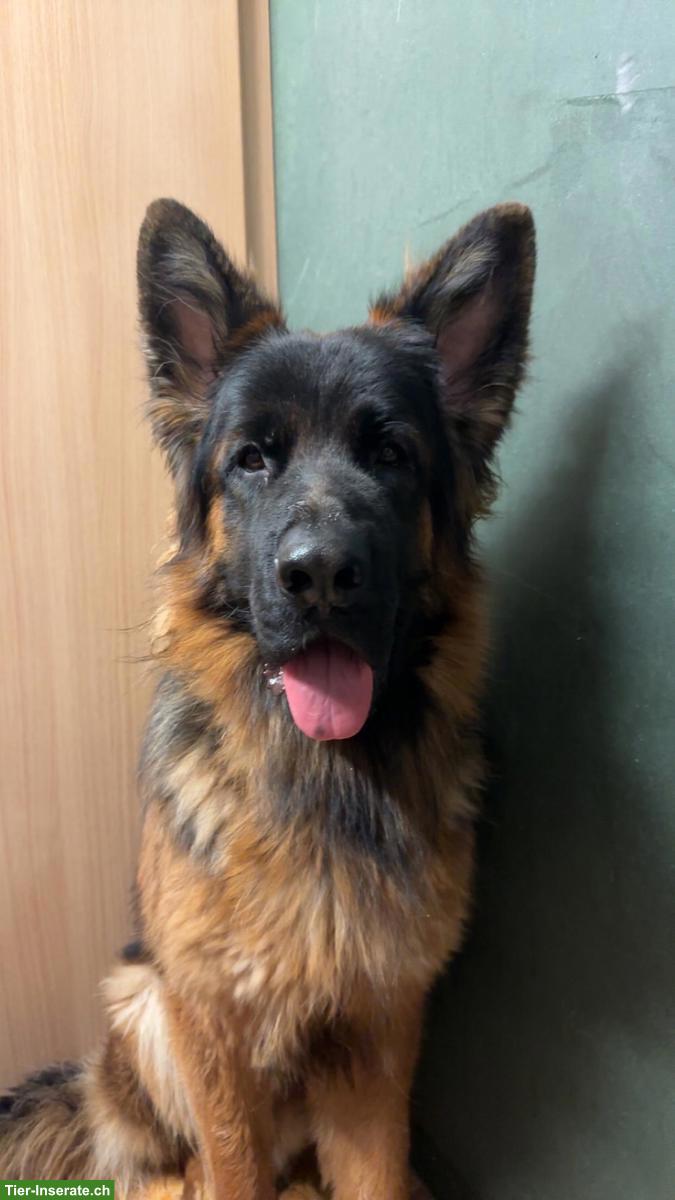 Bild 4: Deutscher Schäferhund „Barko“ sucht Zuhause für immer