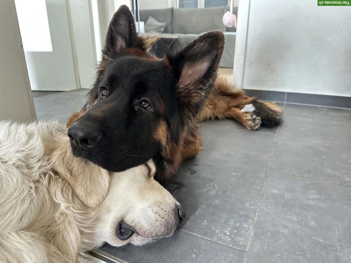 Bild 5: Deutscher Schäferhund „Barko“ sucht Zuhause für immer