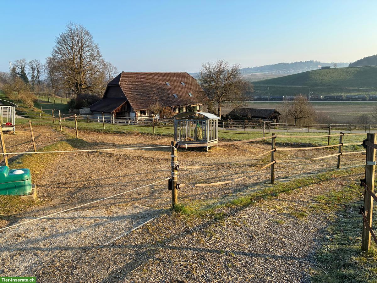 Selbstversorger/in mit 2-3 Kleinpferden gesucht in Kosthofen BE