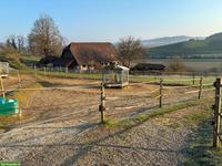 Selbstversorger/in mit 2-3 Kleinpferden gesucht in Kosthofen BE