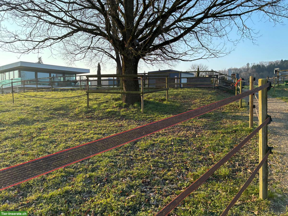 Bild 10: Selbstversorger/in mit 2-3 Kleinpferden gesucht in Kosthofen BE