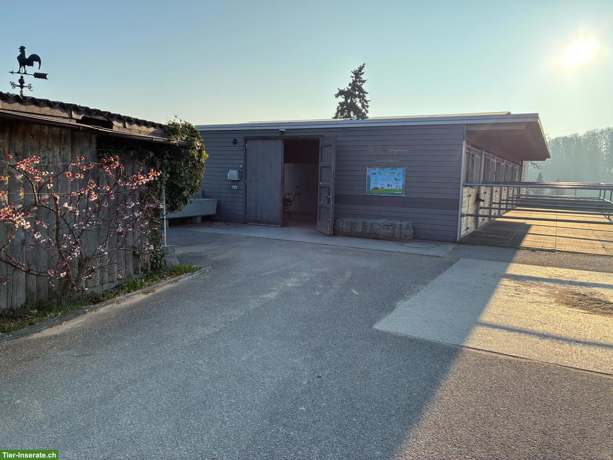 Bild 2: Selbstversorger/in mit 2-3 Kleinpferden gesucht in Kosthofen BE