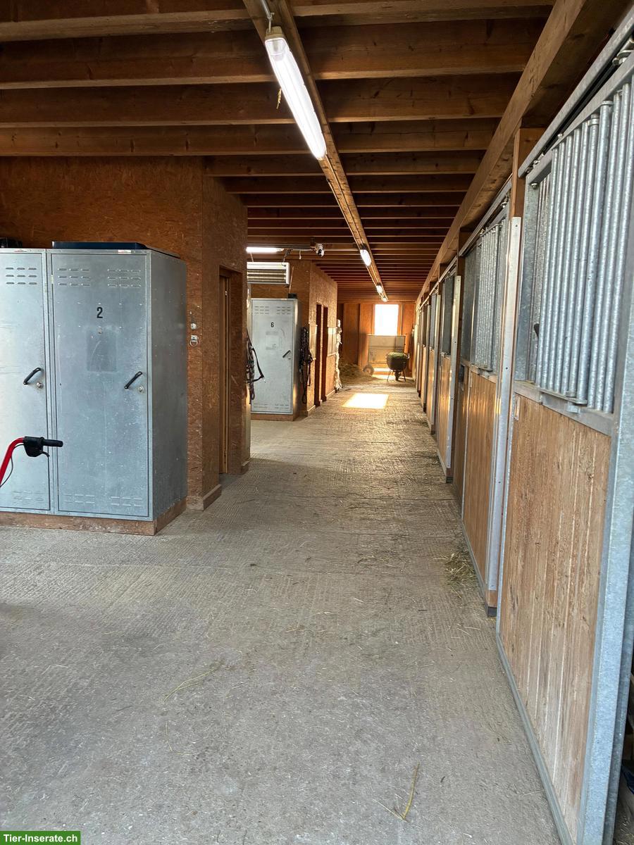 Bild 4: Selbstversorger/in mit 2-3 Kleinpferden gesucht in Kosthofen BE