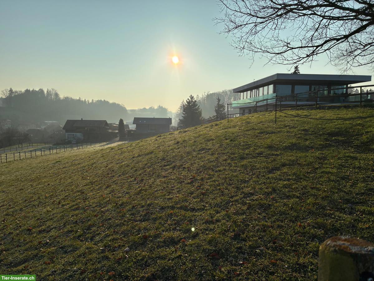 Bild 7: Selbstversorger/in mit 2-3 Kleinpferden gesucht in Kosthofen BE