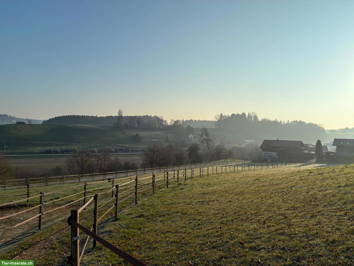 Bild 8: Selbstversorger/in mit 2-3 Kleinpferden gesucht in Kosthofen BE