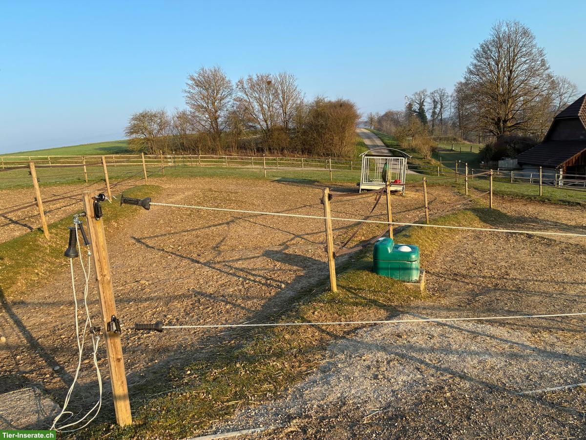 Bild 9: Selbstversorger/in mit 2-3 Kleinpferden gesucht in Kosthofen BE