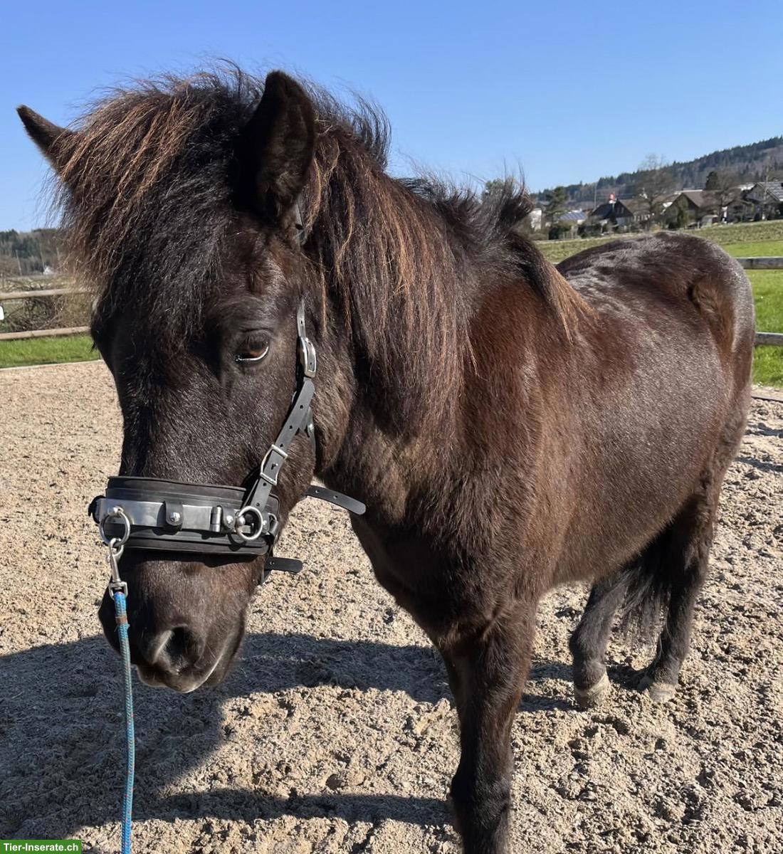 Islandpferd Rappe, Wallach zu verkaufen