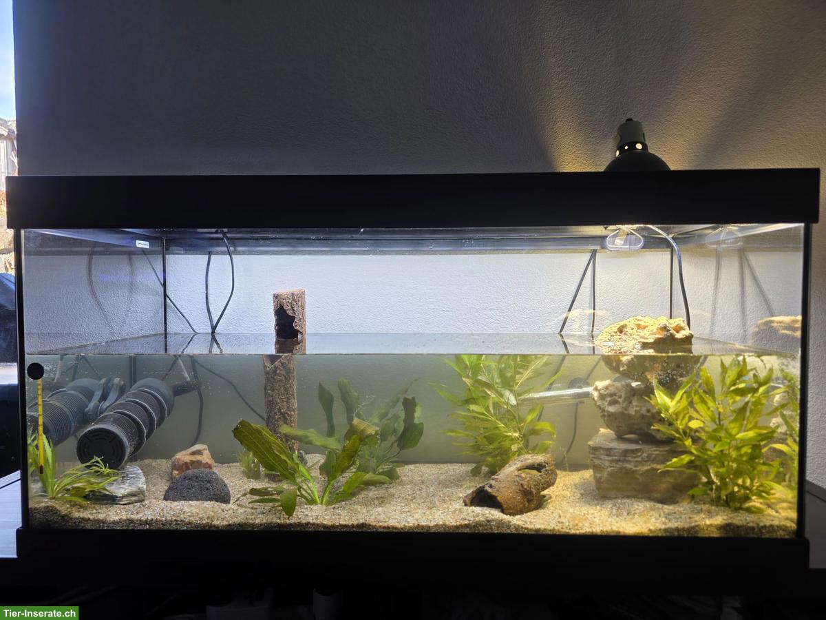 4 Moschusschildkröten (Wasserschildkröten) inkl. allem Zubehör