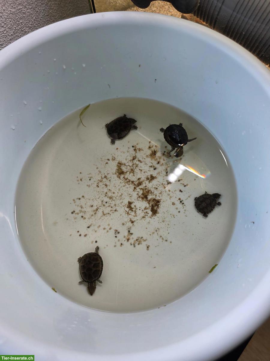 Bild 2: 4 Moschusschildkröten (Wasserschildkröten) inkl. allem Zubehör