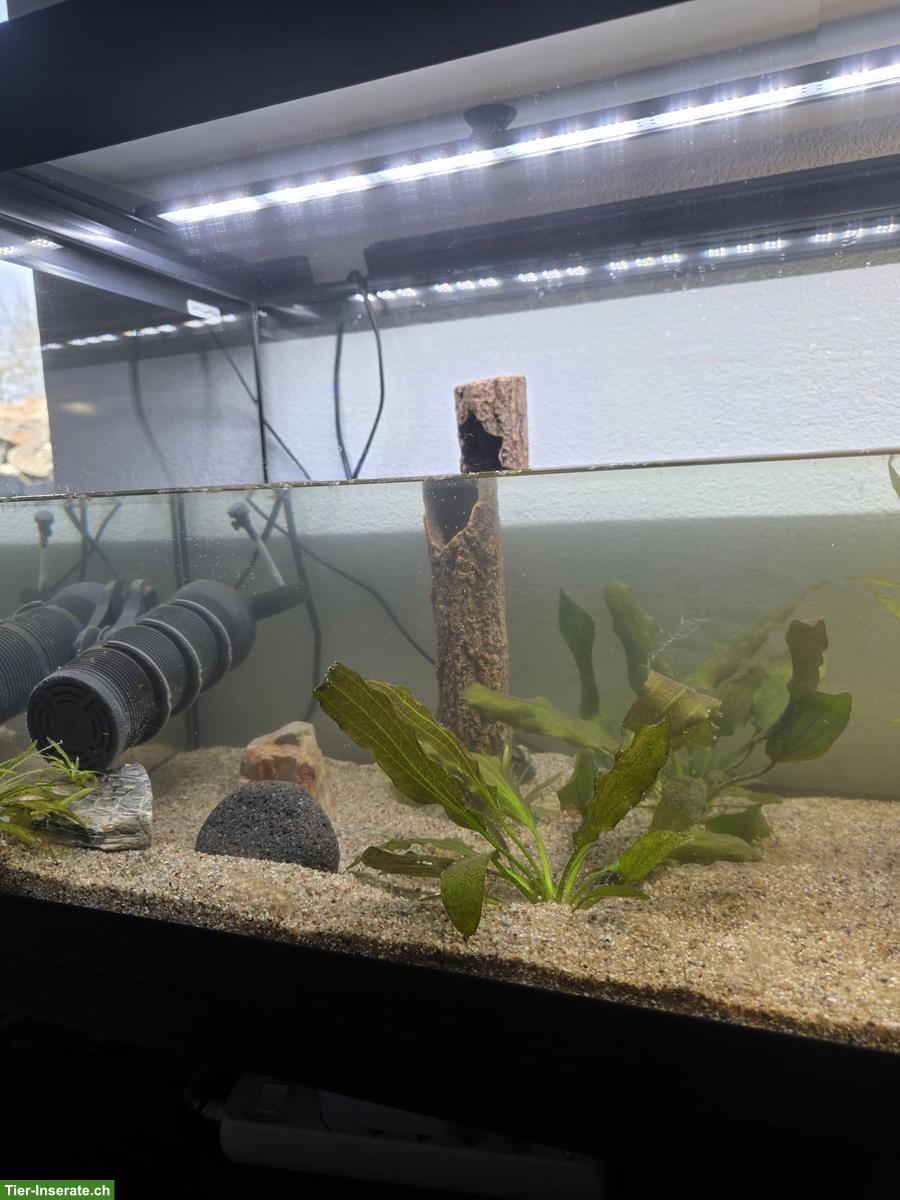 Bild 3: 4 Moschusschildkröten (Wasserschildkröten) inkl. allem Zubehör