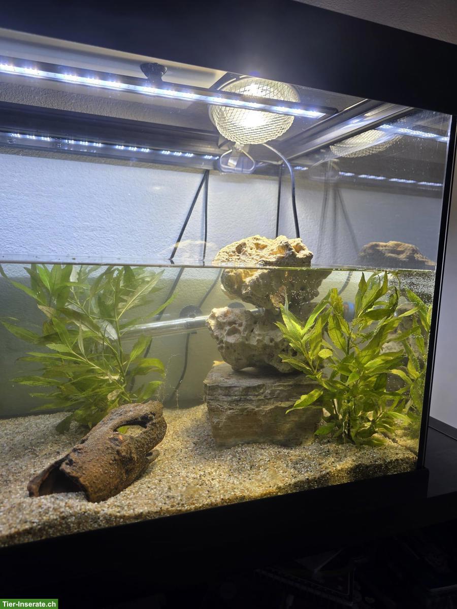 Bild 4: 4 Moschusschildkröten (Wasserschildkröten) inkl. allem Zubehör