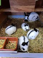 Verkaufe Zwerg-Schecken Kaninchen