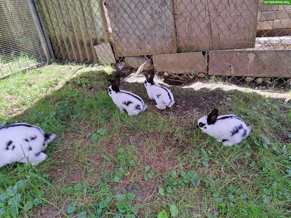 Bild 2: Verkaufe Zwerg-Schecken Kaninchen