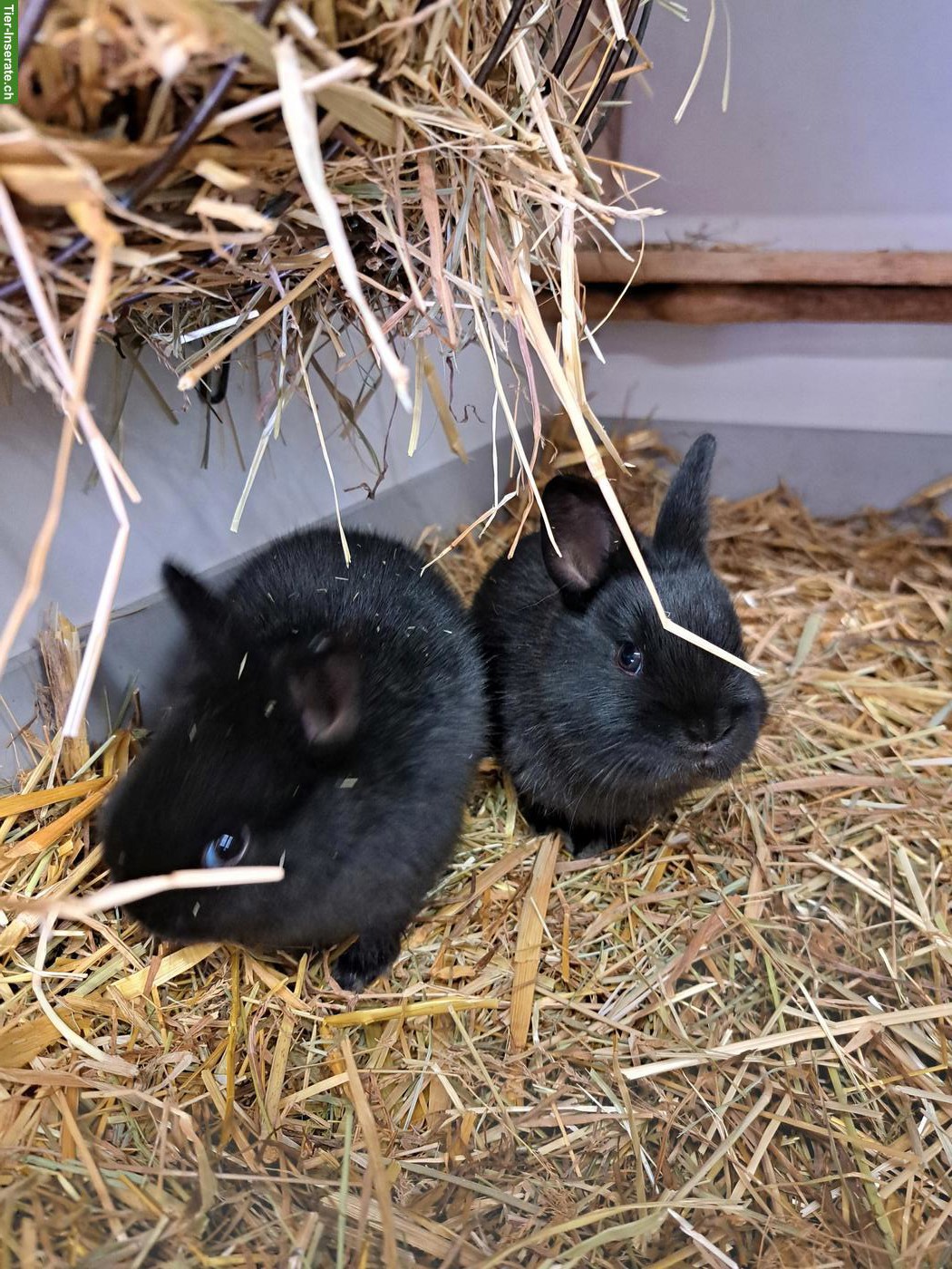 Bild 3: Verkaufe Zwerg-Schecken Kaninchen