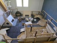 5 Zwergkaninchen inkl. vielem Zubehör