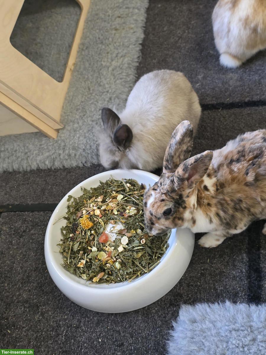 Bild 2: 5 Zwergkaninchen inkl. vielem Zubehör