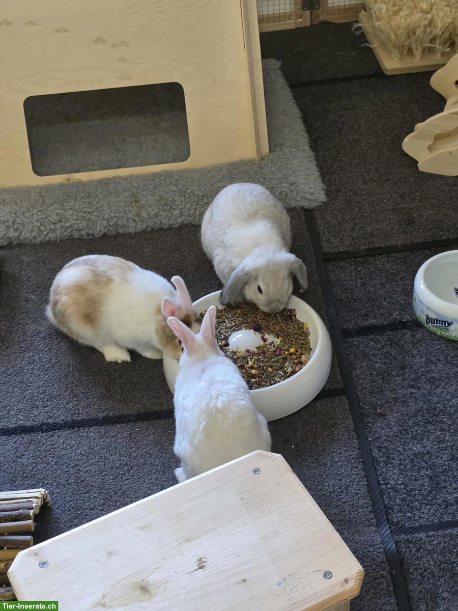 Bild 3: 5 Zwergkaninchen inkl. vielem Zubehör