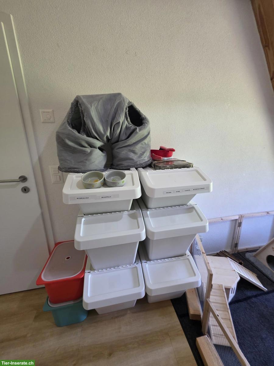 Bild 4: 5 Zwergkaninchen inkl. vielem Zubehör