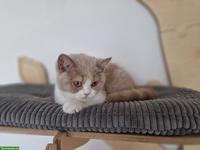 Zuckersüsses BKH Kitten fawn-tortie-white
