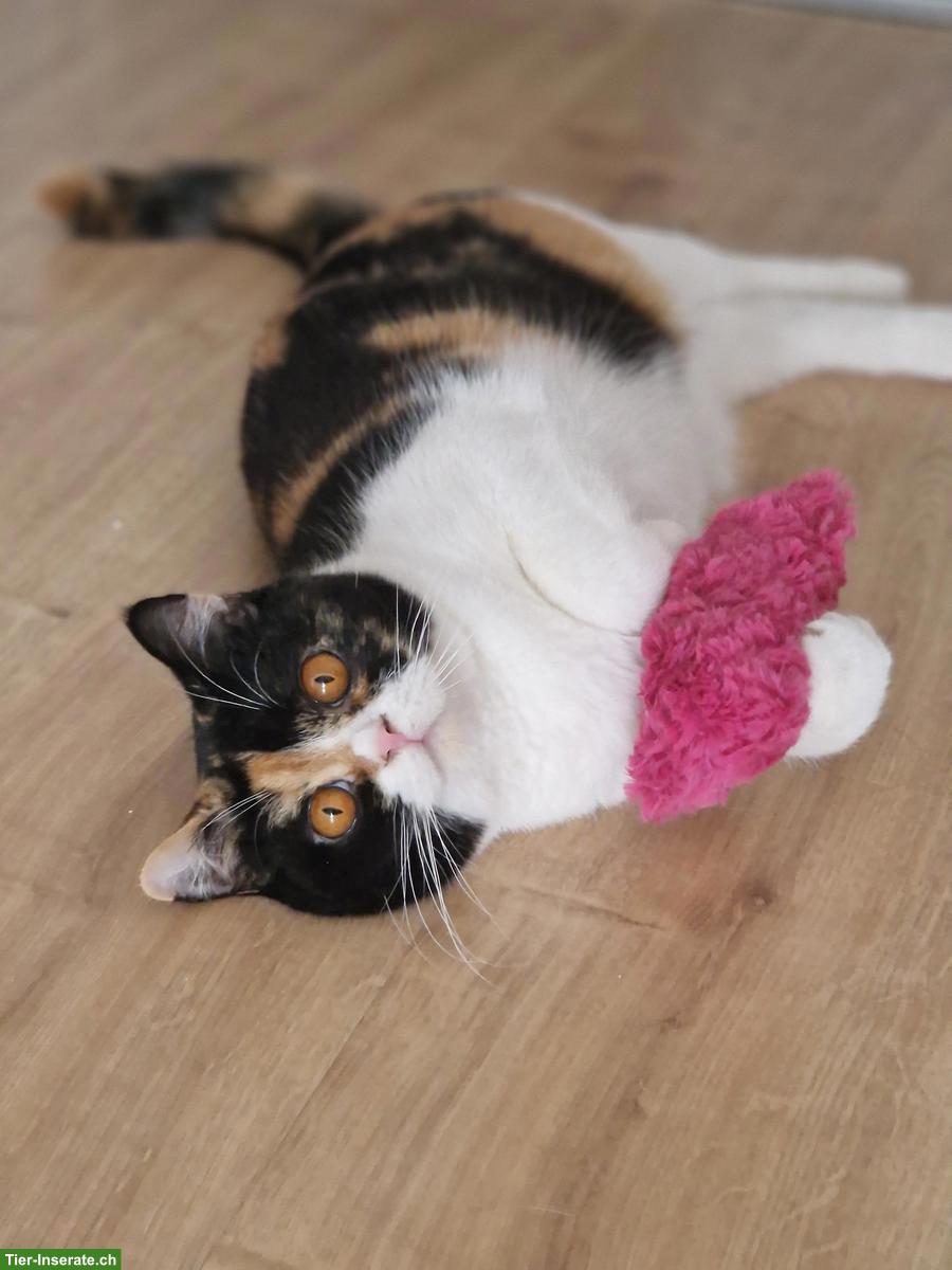 Bild 10: Zuckersüsses BKH Kitten fawn-tortie-white