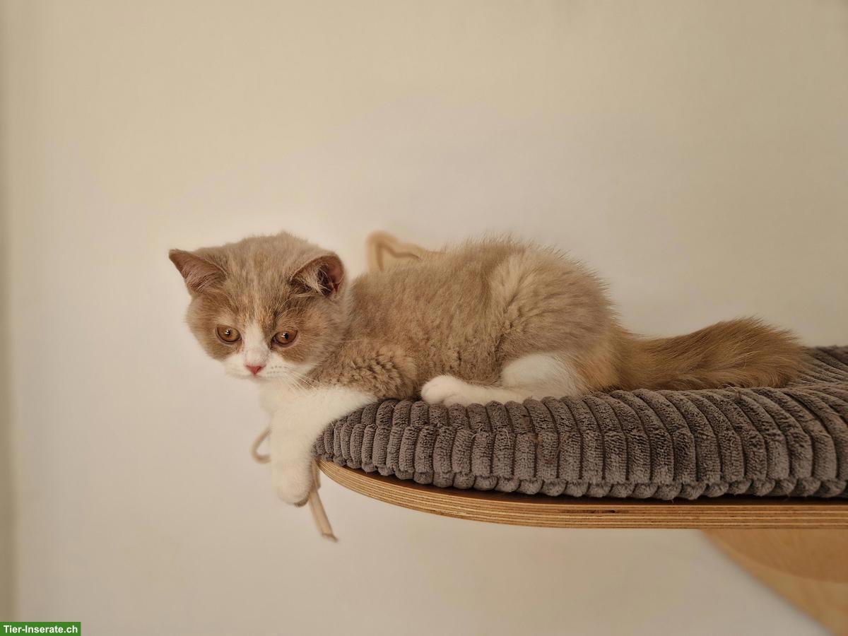 Bild 4: Zuckersüsses BKH Kitten fawn-tortie-white