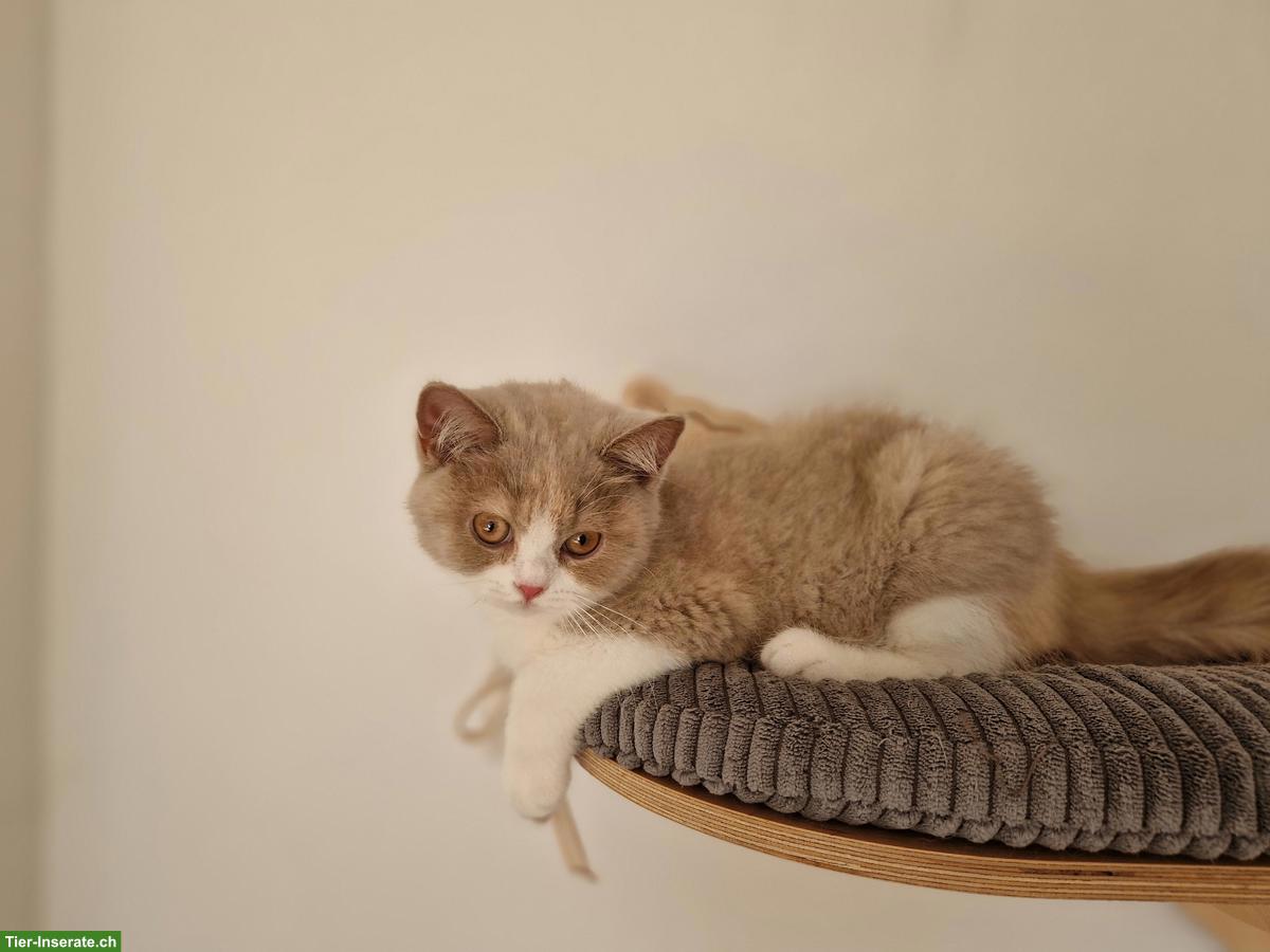 Bild 5: Zuckersüsses BKH Kitten fawn-tortie-white