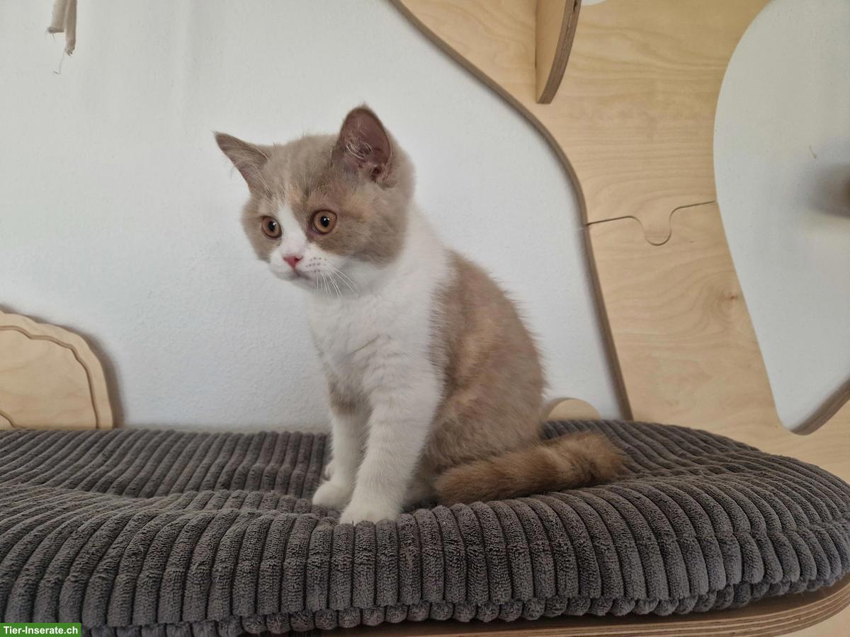 Bild 6: Zuckersüsses BKH Kitten fawn-tortie-white