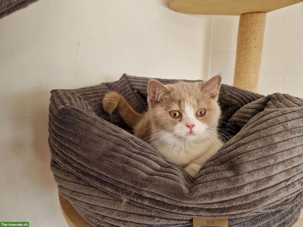 Bild 7: Zuckersüsses BKH Kitten fawn-tortie-white