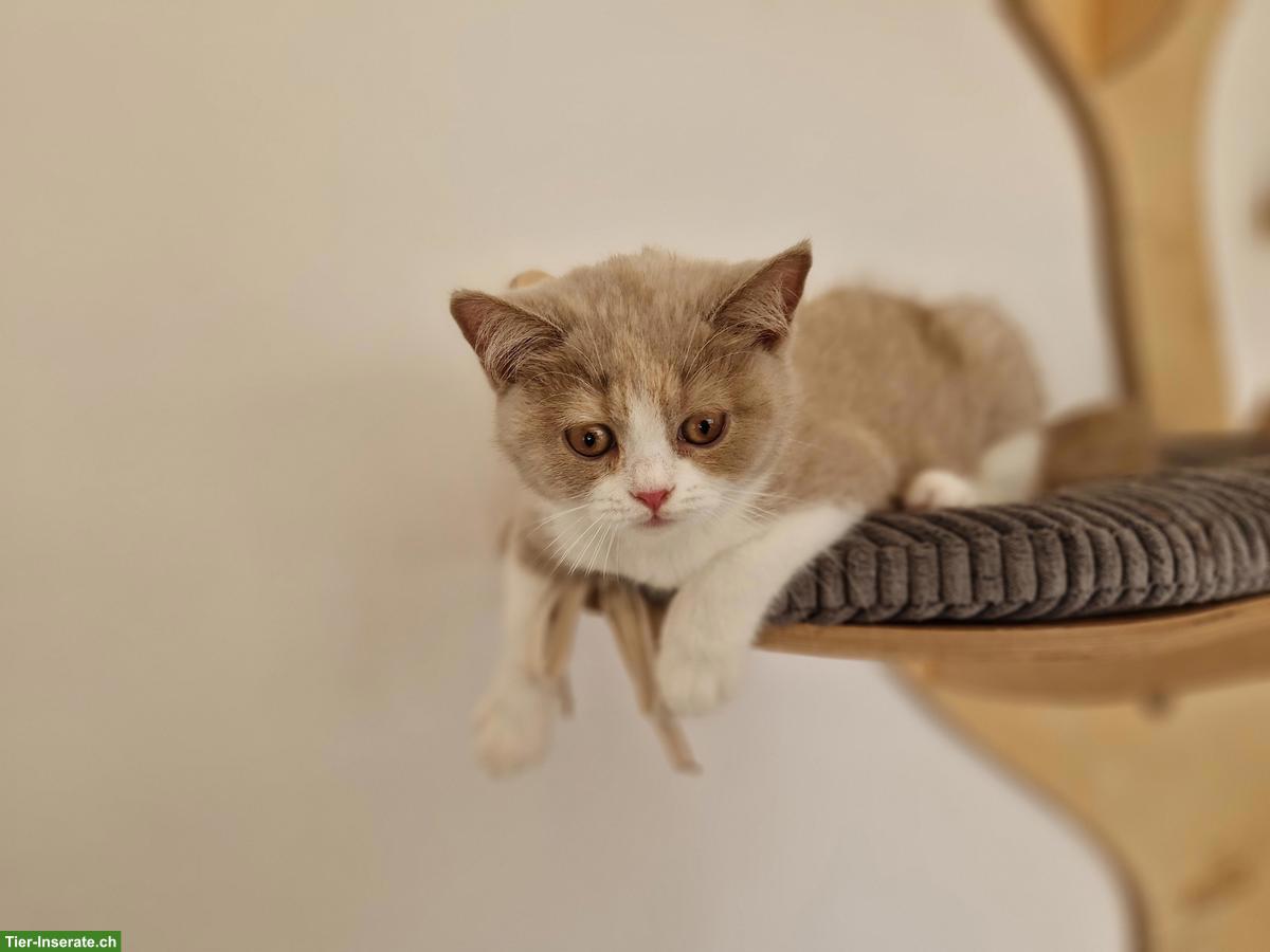 Bild 8: Zuckersüsses BKH Kitten fawn-tortie-white