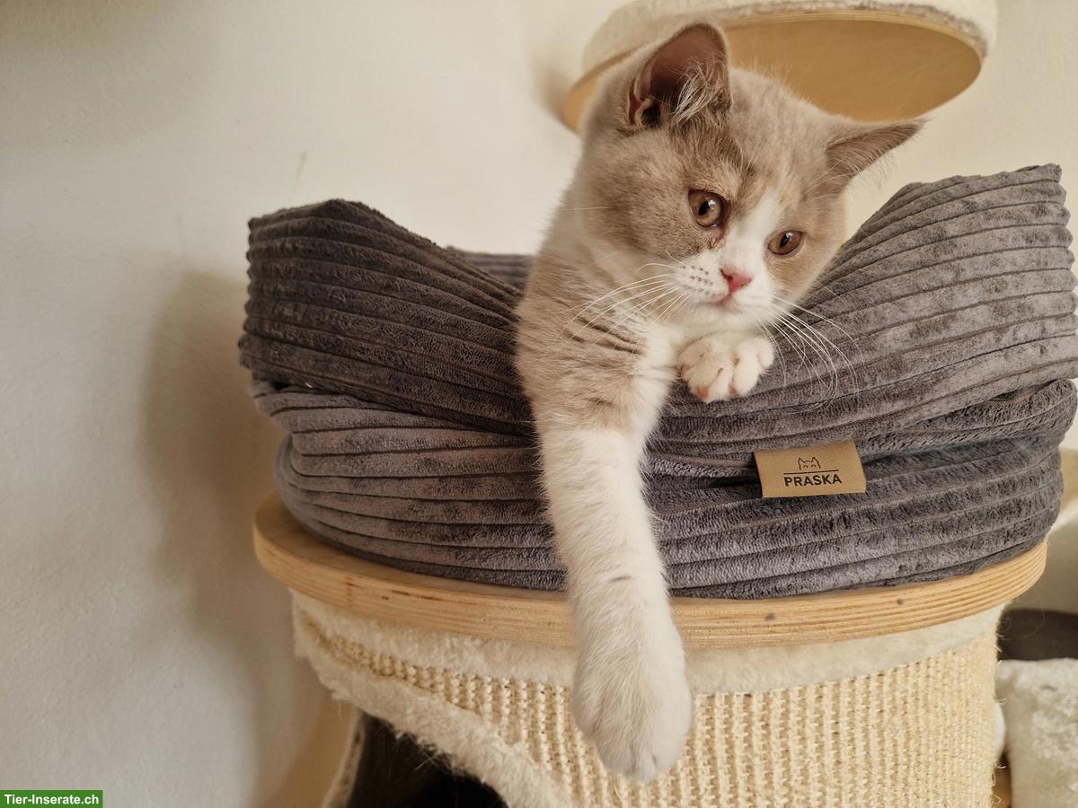 Bild 9: Zuckersüsses BKH Kitten fawn-tortie-white