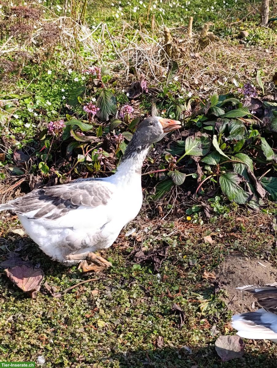 Junge Graugans Mischling, weiblich