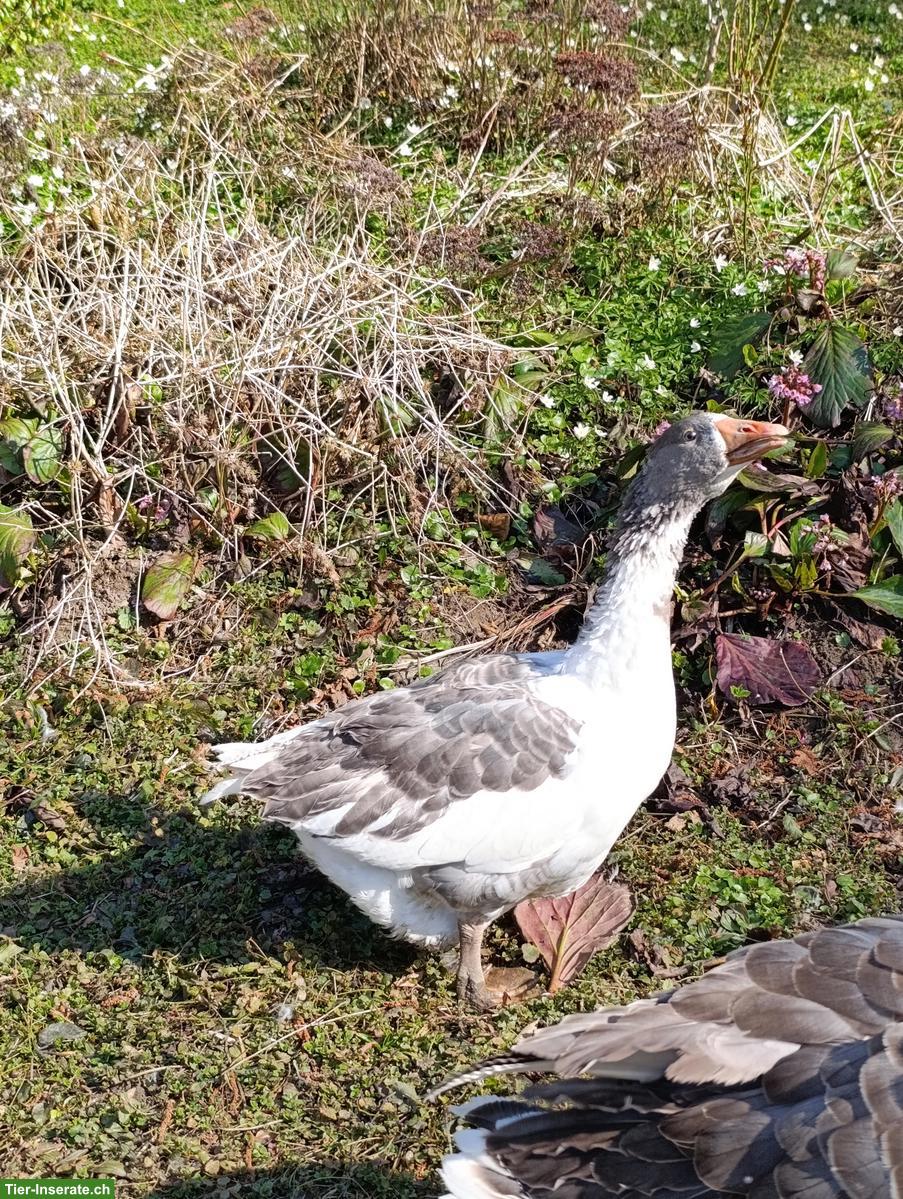 Bild 2: Junge Graugans Mischling, weiblich