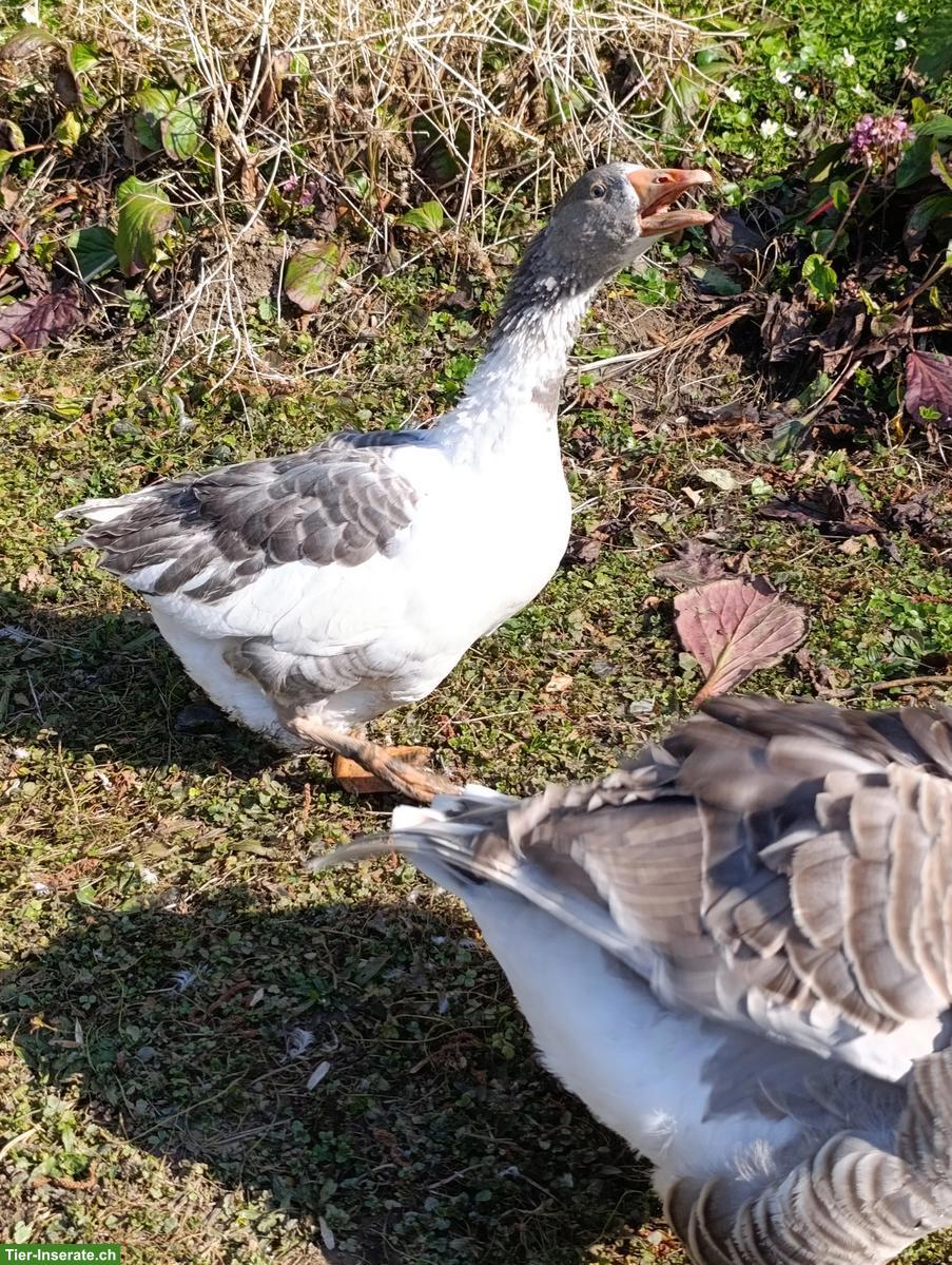 Bild 3: Junge Graugans Mischling, weiblich