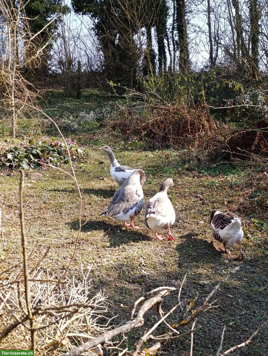 Bild 4: Junge Graugans Mischling, weiblich