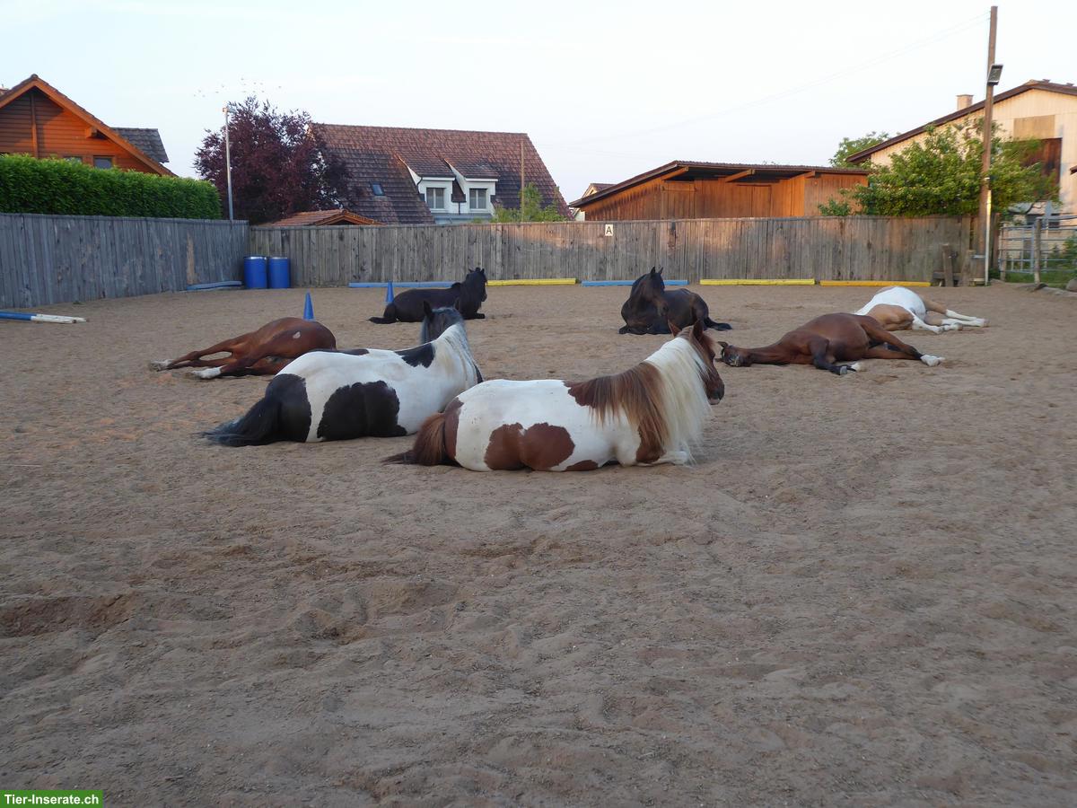 Paddock Trail Gunterswilen ein Platz frei ab Mai 26