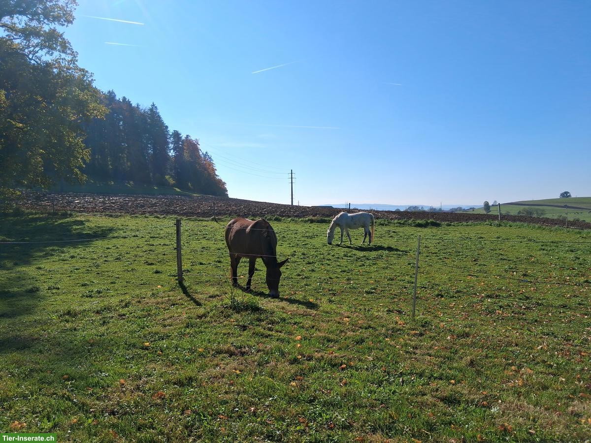 Doppelauslaufbox frei in kleinem Privatstall im ZH-Oberland