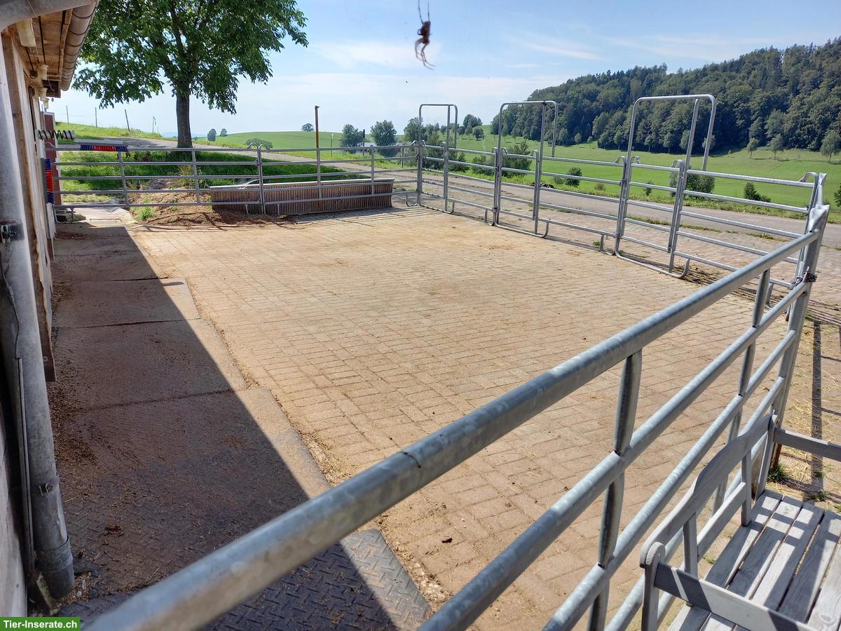 Bild 2: Doppelauslaufbox frei in kleinem Privatstall im ZH-Oberland